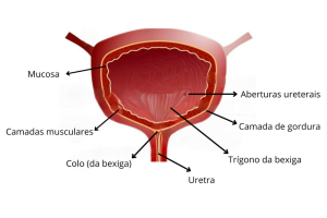 Imagem ilustrativa